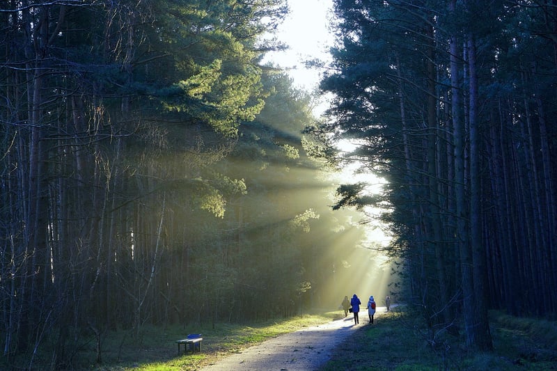Enchanted Forest Path